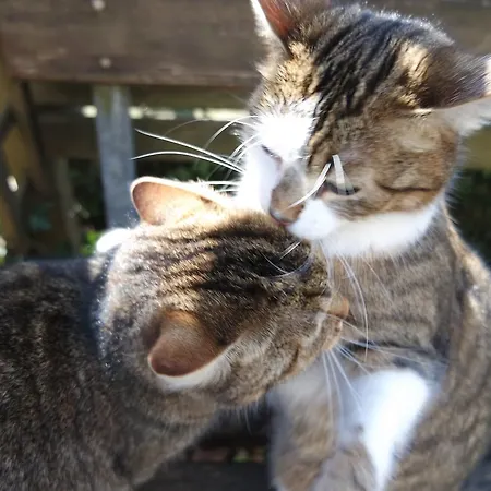 Ingrid Πανσιόν Loich