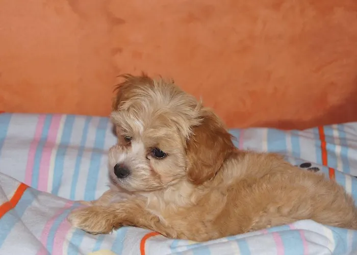 Gasthuis Ingrid Loich