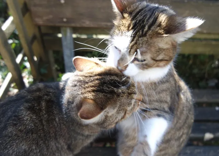 Ingrid Πανσιόν Loich