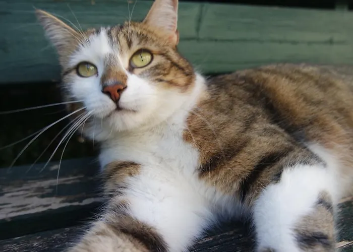 Ingrid Πανσιόν Loich