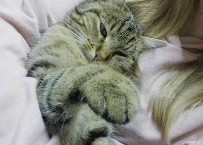 Ingrid Πανσιόν